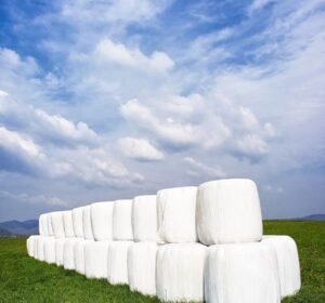 silaj (400 × 550 piksel) silaj (400 × 550 piksel)